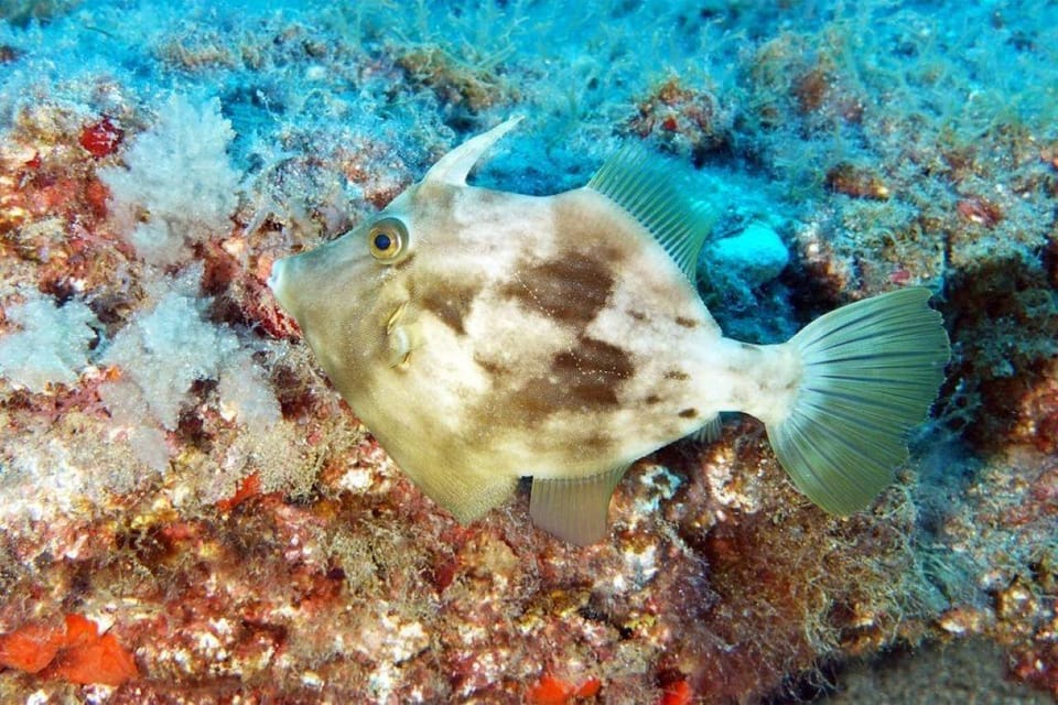 Gran Canaria: Snorkeling Trip - What to bring (and what to skip) for an easy start