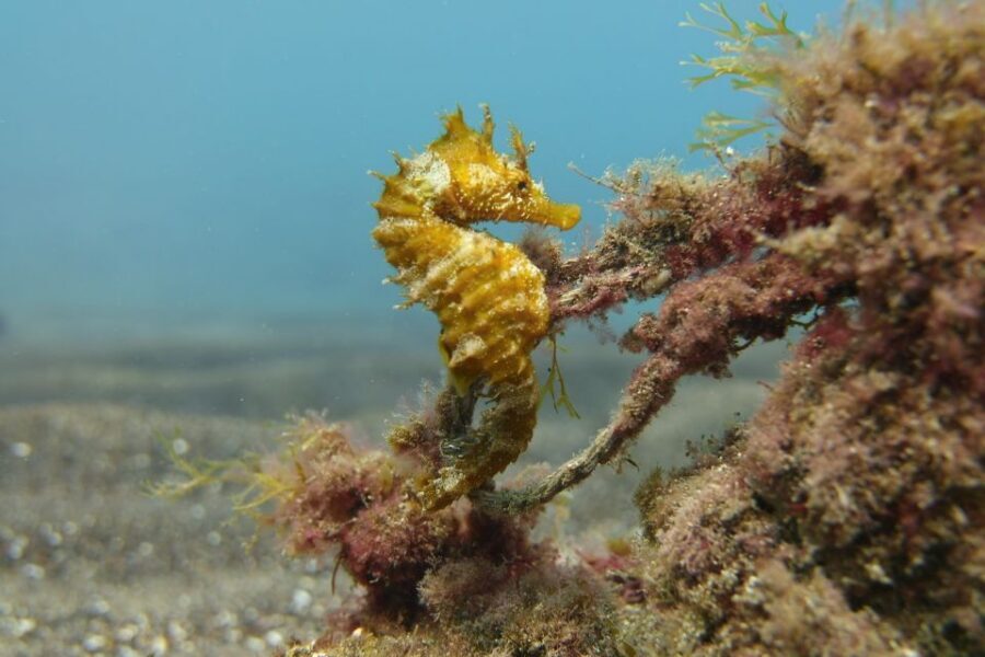Gran Canaria: Try Scuba Diving for Beginners - The guided underwater hour: marine life off Gran Canaria