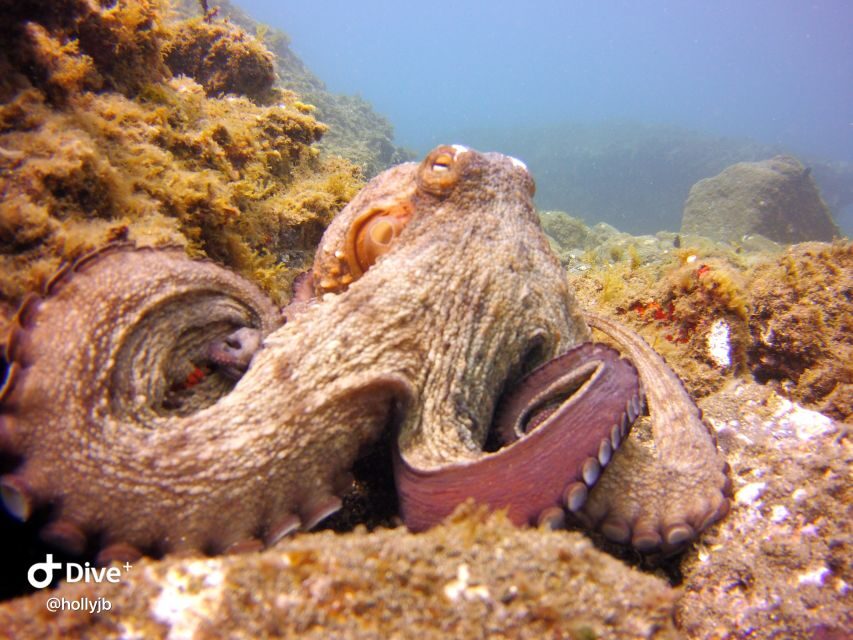 Gran Canaria: Try Scuba Diving for Beginners - Why the instructor team matters more than you think