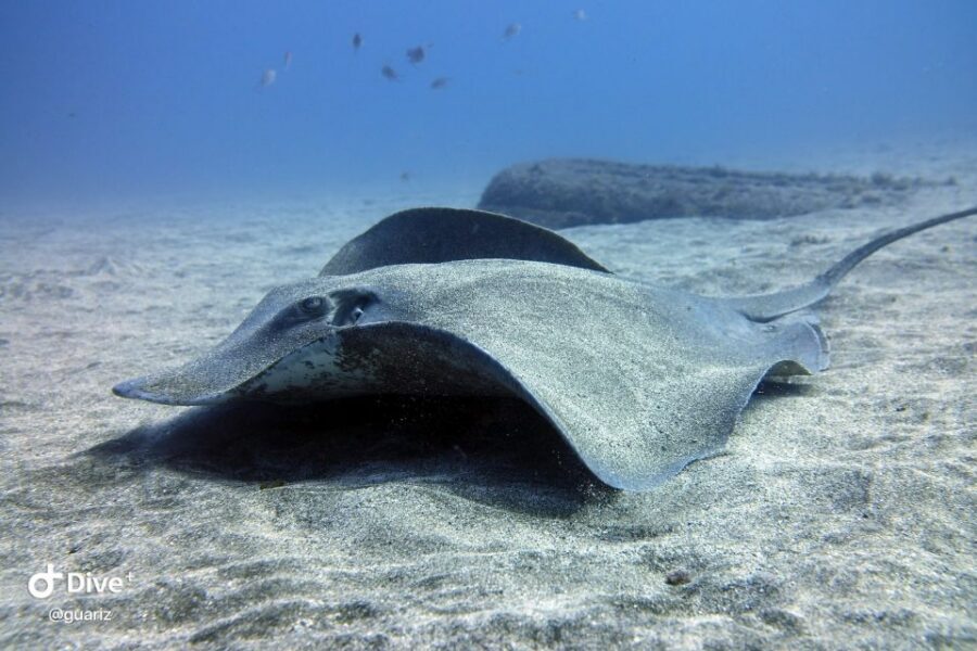 Gran Canaria: Try Scuba Diving for Beginners - Timing tips if you’re flying soon after