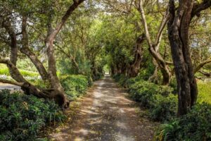 Gran Canaria: Winery Tour, Wine Museum, and Tasting - The First Stop: Estate Stories and a Walk Through the Past