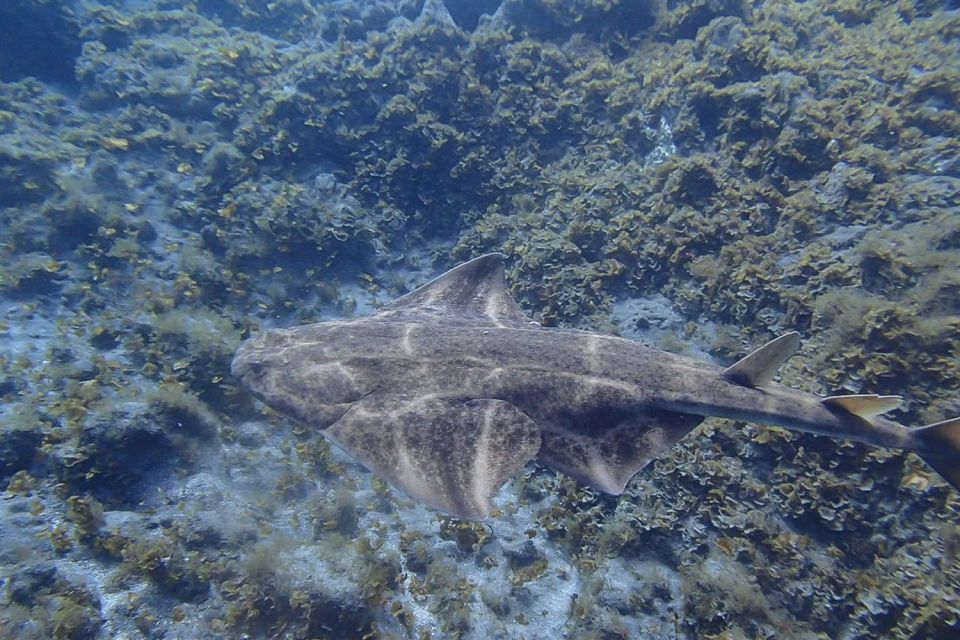 Gran Canaria:Live an Adventure and Learn to Dive with Expert - Key highlights to know before you go