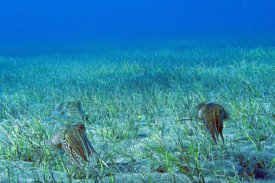 Gran Canaria:Live an Adventure and Learn to Dive with Expert - Playa de Amadores: why this location is perfect for your first scuba try