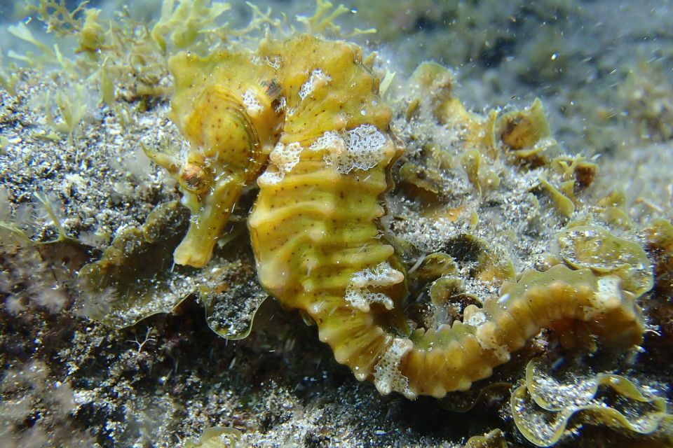 Gran Canaria:Live an Adventure and Learn to Dive with Expert - Who should go, and who should skip it