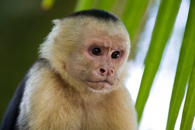 Guanacaste Rainforest Safari with Meal - Starting at Playa Hermosa: Where the Day Begins