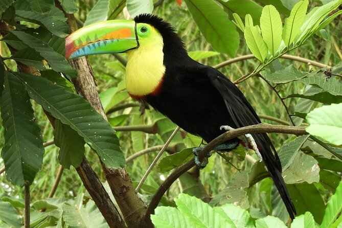Guanacaste Rainforest Safari with Meal - The Tropical Forest Walk: Who You Might See and How to Spot Them