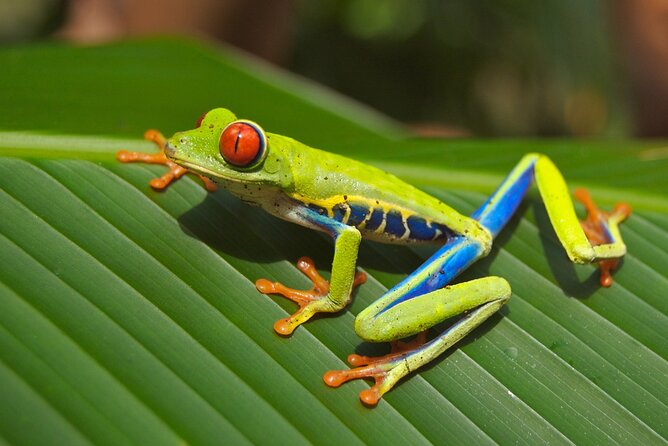 Guanacaste Rainforest Safari with Meal - The Traditional Costa Rican Meal: A Real Ending, Not an Afterthought
