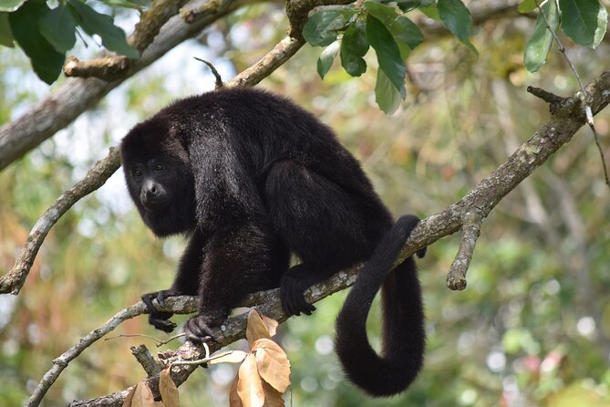 Guanacaste Rainforest Safari with Meal - How Much Is $190 Really Paying For?