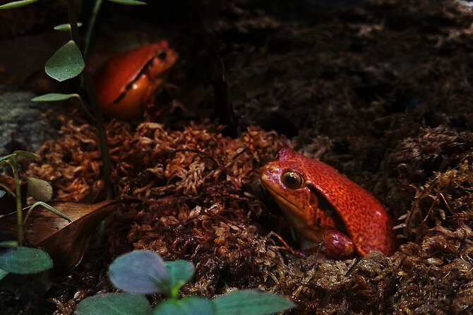 Guanacaste Rainforest Safari with Meal - Best Fit: Who This Safari-Style Day Works For