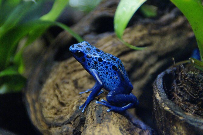 Guanacaste Rainforest Safari with Meal - What to Know Before You Go (So You Don’t Miss the Good Stuff)