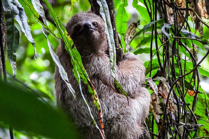 Guanacaste Rainforest Safari with Meal - Llanos del Cortés Waterfall: First Look, First Vibes