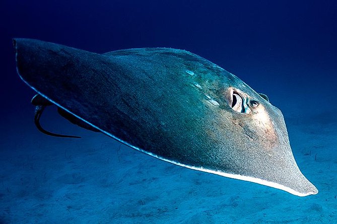 Guided Boat Dives for Certified Divers - Key highlights at a glance