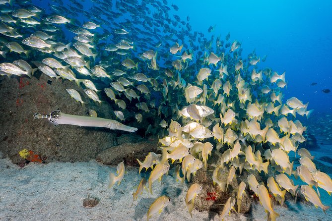 Guided Boat Dives for Certified Divers - Choosing Your Underwater Session Count (One to Ten)