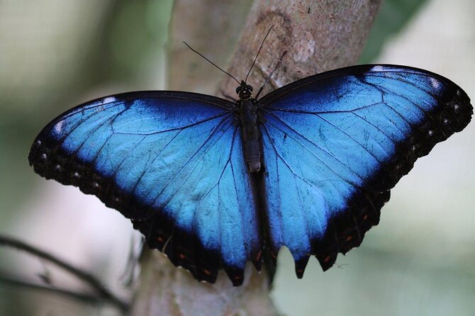Guided Butterfly Conservatory Tour in Costa Rica - Key Things To Know Before You Go
