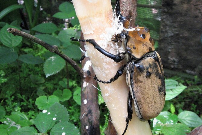 Guided Butterfly Conservatory Tour in Costa Rica - Price and Value: Is $29.50 Worth It?