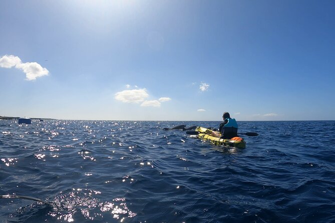 Guided Kayak Tour From Los Cristianos Beach Tenerife - Why Los Cristianos Makes a Great Guided Kayak Base