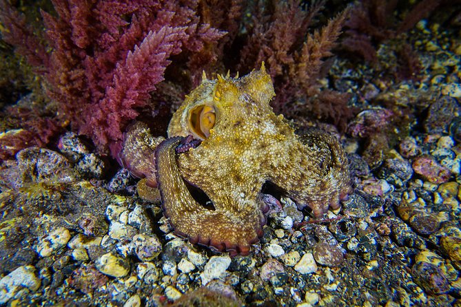 guided Scuba Diving on Tenerife (for certified divers) - Key Reasons This Tenerife Session Gets Near-Perfect Ratings