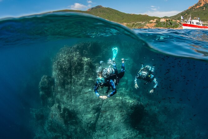 guided Scuba Diving on Tenerife (for certified divers) - Warm Water, Deep Visibility, and the Animal Checklist You’ll Care About