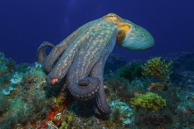 guided Scuba Diving on Tenerife (for certified divers) - How the 6 Hours Actually Plays Out (Without Guesswork)