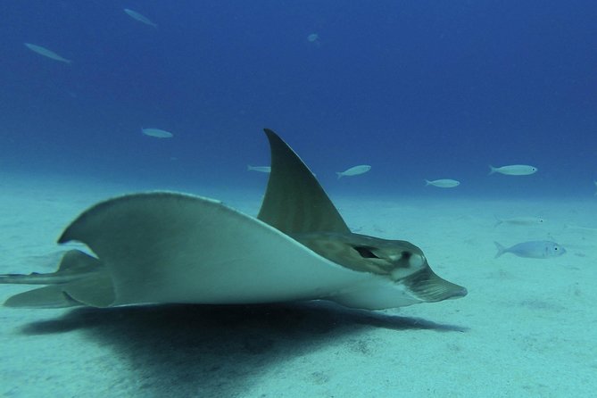 guided Scuba Diving on Tenerife (for certified divers) - What’s Included in the Price of $180.20 (And What Isn’t)