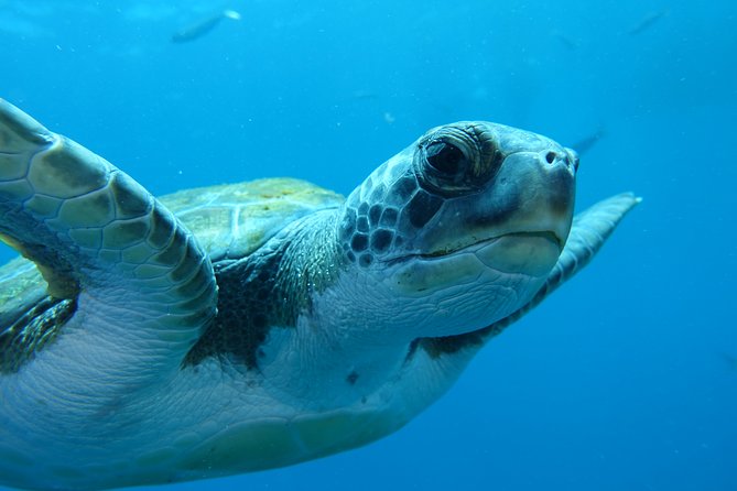 guided Scuba Diving on Tenerife (for certified divers) - Weather, Flight Timing, and the Safety Stuff You Should Actually Follow