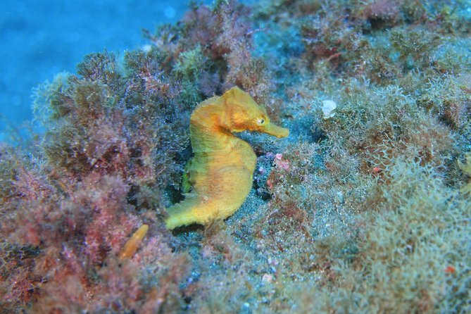 guided Scuba Diving on Tenerife (for certified divers) - Should You Book This Tenerife Underwater Session?