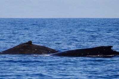 Guided Small Group Whale Watching and Swim Tour Tahiti - Boat Comfort and Gear: What You Get for the $238 Price Tag