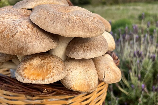 Guided tour and tasting in mushroom cultivation - The indoor forest feeling: a memorable production stop