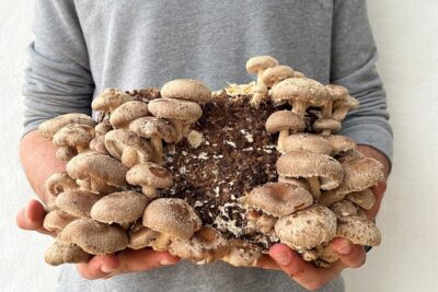 Guided tour and tasting in mushroom cultivation - Laboratory to production areas: seeing cultivation as a system