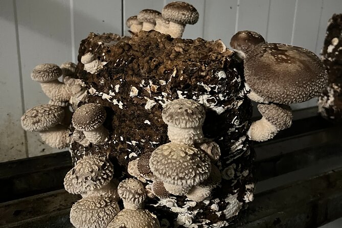 Guided tour and tasting in mushroom cultivation - Price and value: is $24.03 worth it on Menorca?