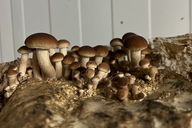 Guided tour and tasting in mushroom cultivation - Who this tour suits best (and who might not love it)