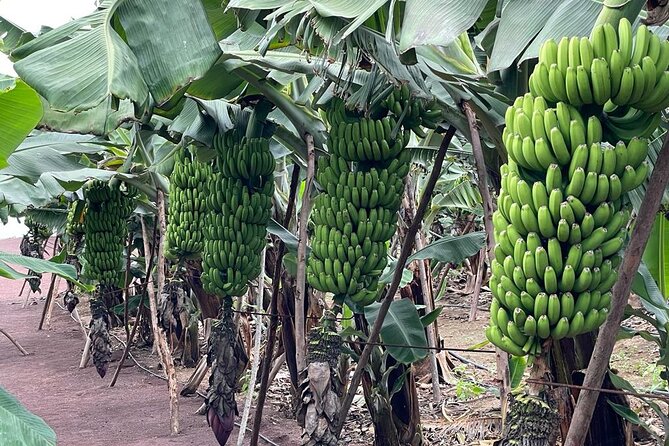 Guided tour of the Banana World - The Guided Banana Farm Walk: what you learn (and how to ask better questions)