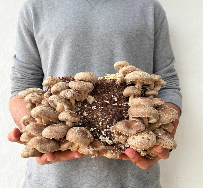 GUIDED TOUR + TASTE IN A MUSHROOM FARM - What you actually taste: one product with unusual elaborations