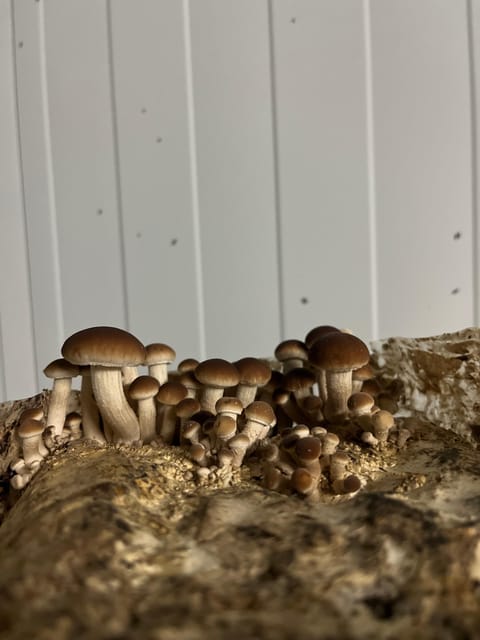 GUIDED TOUR + TASTE IN A MUSHROOM FARM - Who this is perfect for (and who might not love it)