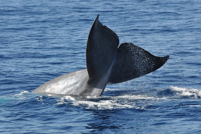 Half-day Catamaran Trip from Funchal - Why this Madeira catamaran feels more like freedom than a tour