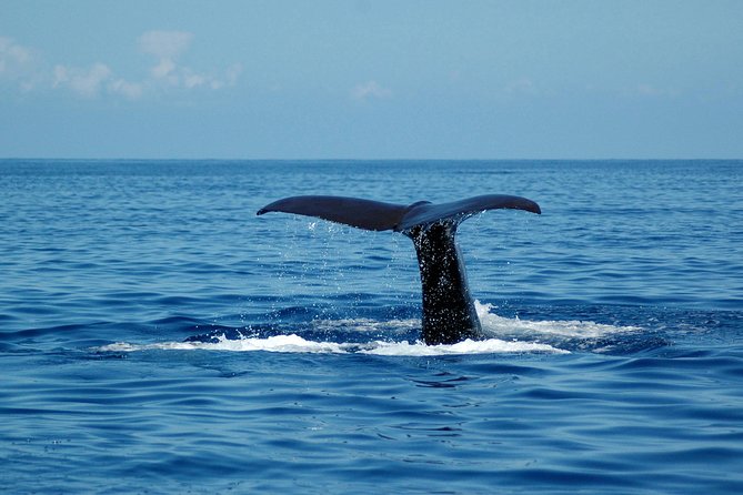 Half-day Catamaran Trip from Funchal - Wildlife spotting without the pressure: dolphins, whales, turtles