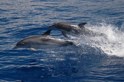 Half-day Catamaran Trip from Funchal - From the marina to open Atlantic: what the timing really gives you