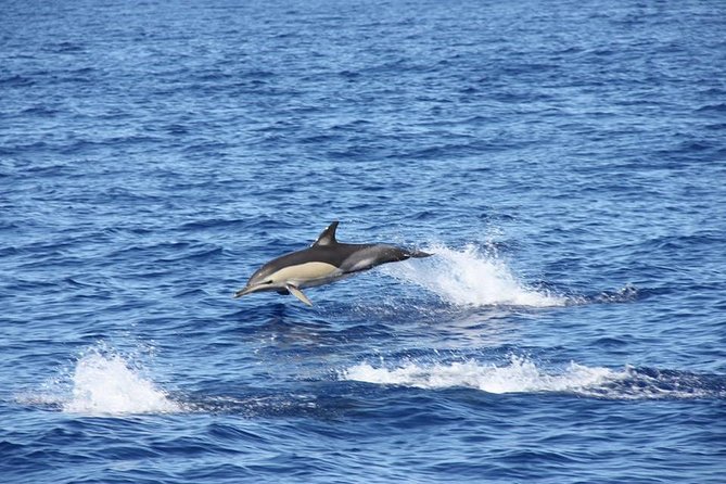 Half-day Catamaran Trip from Funchal - Cabo Girão swim and snorkel gear: how to plan your water time