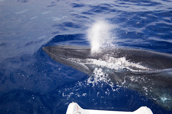 Half-day Catamaran Trip from Funchal - Onboard comfort, crew help, and the small stuff that matters
