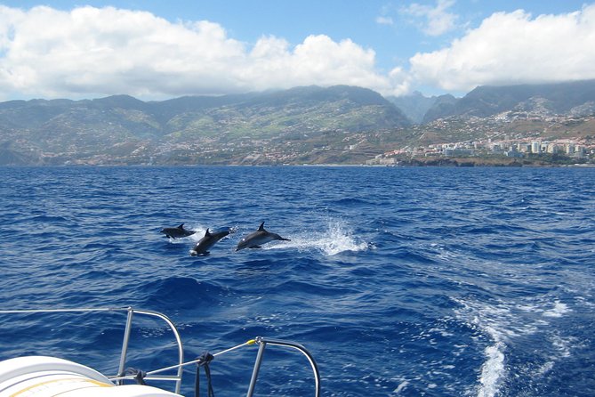 Half-day Catamaran Trip from Funchal - Who should book this half-day catamaran from Funchal?