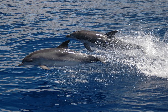 Half-day Catamaran Trip from Funchal - From the marina to open Atlantic: what the timing really gives you