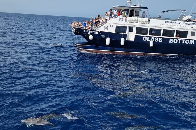 Half-Day Cruise Tour-Dolphin and Whale Watching - Key points before you go
