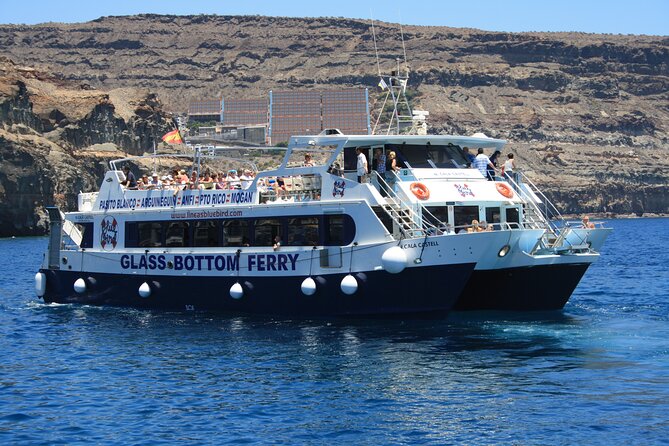 Half-Day Cruise Tour-Dolphin and Whale Watching - What you might see: dolphins first, whales when conditions line up