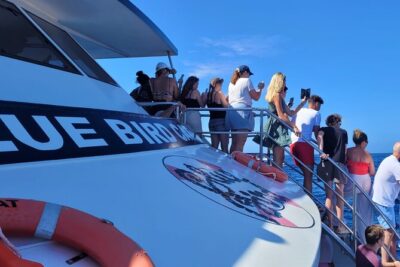 Half-Day Cruise Tour-Dolphin and Whale Watching - The anchor swim stop: snorkeling gear, a slide, and 30–45 minutes in the sea
