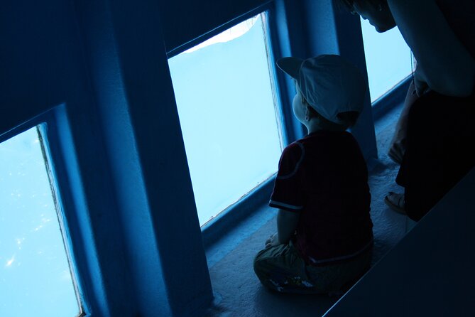Half-Day Cruise Tour-Dolphin and Whale Watching - Comfort on board: seating, toilets, soft music, and motion