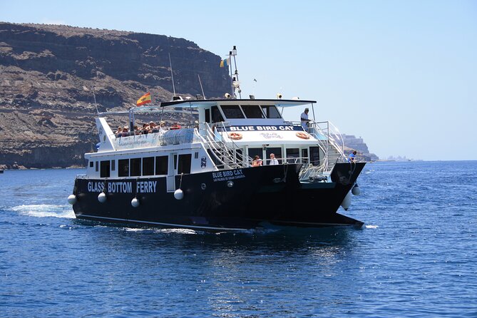Half-Day Cruise Tour-Dolphin and Whale Watching - When to book: best for morning plans and first-time dolphin watchers