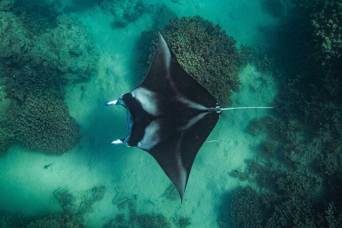 Half day Eco Snorkeling small group Tour in Bora Bora - Why This Half-Day Bora Bora Eco Snorkel Works So Well