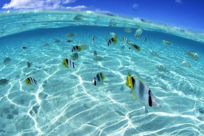 Half day Eco Snorkeling small group Tour in Bora Bora - The Animals You Can Expect (And How to Increase Your Odds)