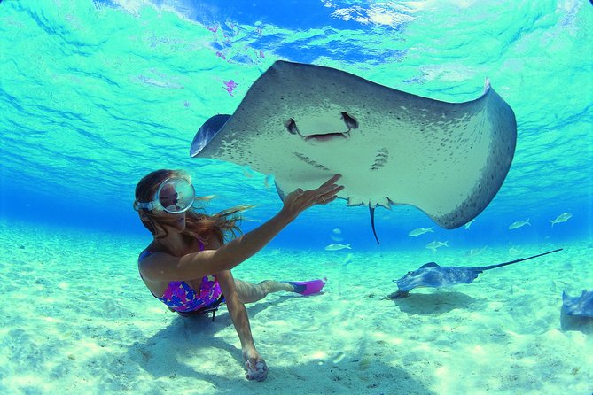 Half day Excursion, Drift Snorkeling Lagoon Adventure. 3H - Moorea lagoon without the stress: why the glass-bottom boat works