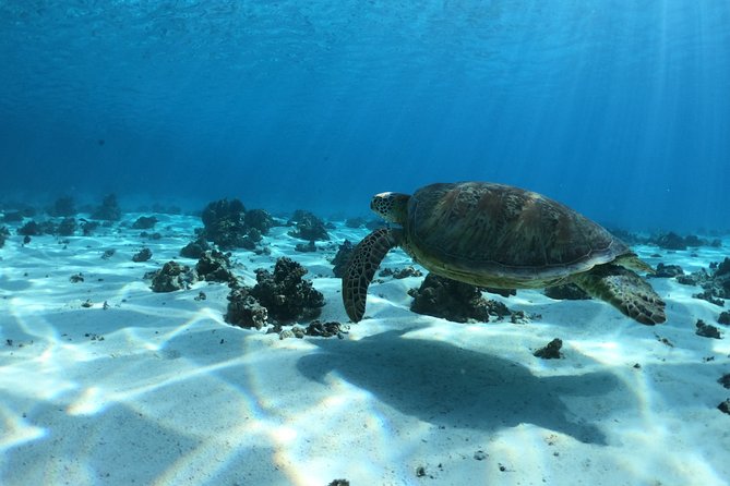 Half day Excursion, Drift Snorkeling Lagoon Adventure. 3H - Ha’apiti stop: underwater tikis, coral, and big lagoon animals
